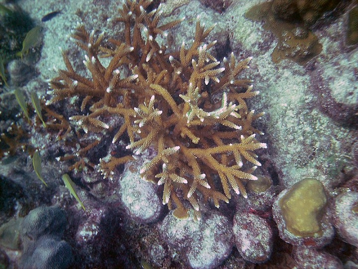 Florida's coral reef in Science News & Online News