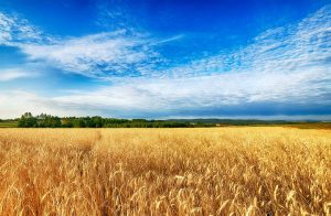 Wheat fields in Online News and Headline News