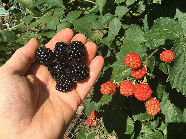 Wild berries in Oklahoma in healthy gut & commentary