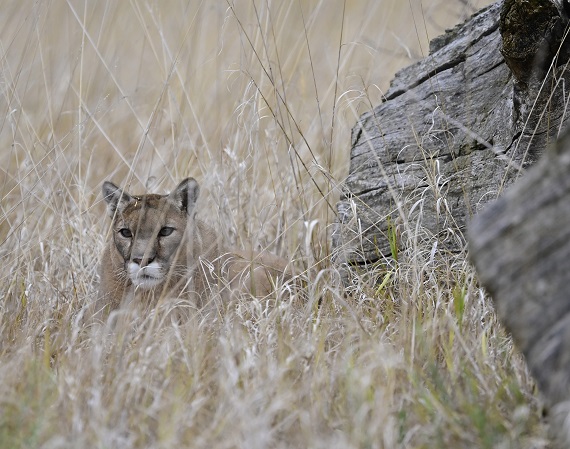 mountain lions in bulletin news